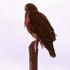 The Wildlife News icon